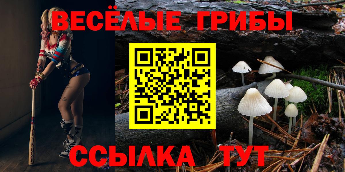 Псилоцибиновые грибы Psilocybine cubensis Татарск